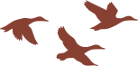 Ducks