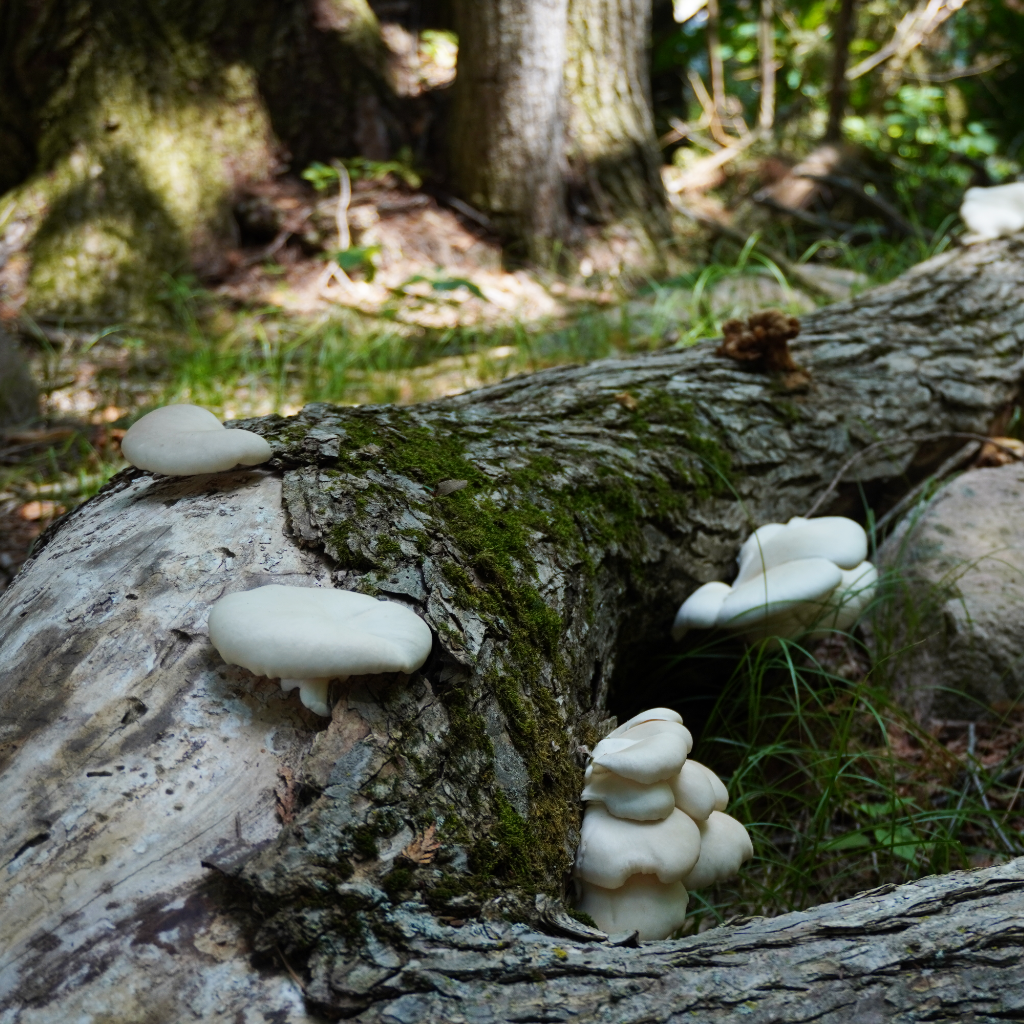 Fungus