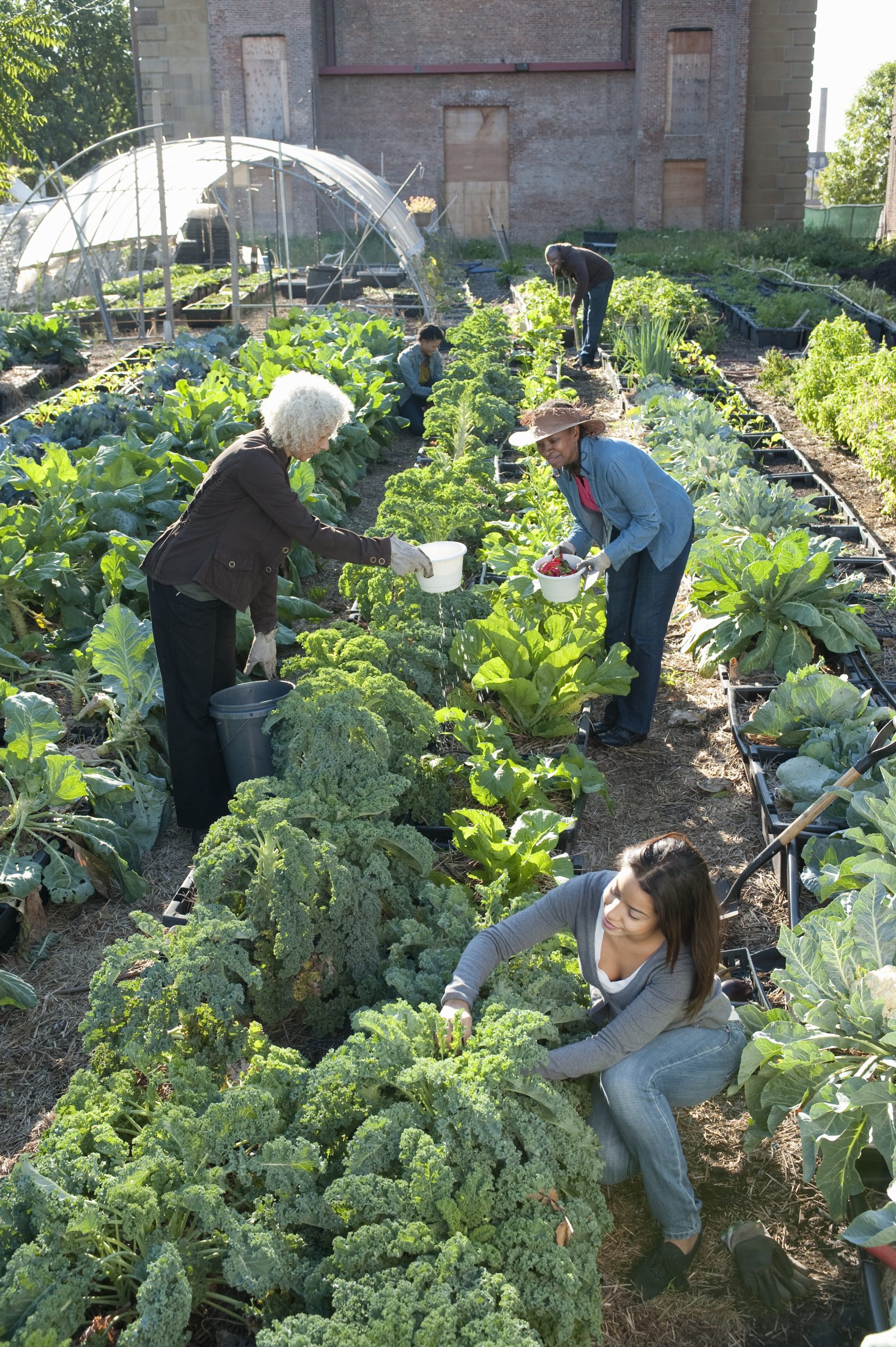 Group Working In An Urban Organic Community Garden
